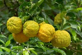 Bagaimana parfum kombinasi vanilla dan bergamot dapat meningkatkan efek anti-depresi